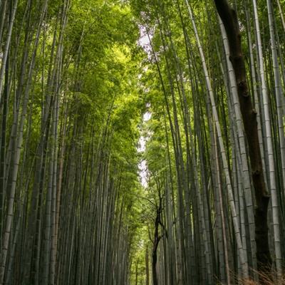 精英刺客最新版(暂未上线)v2.0 安卓官方版